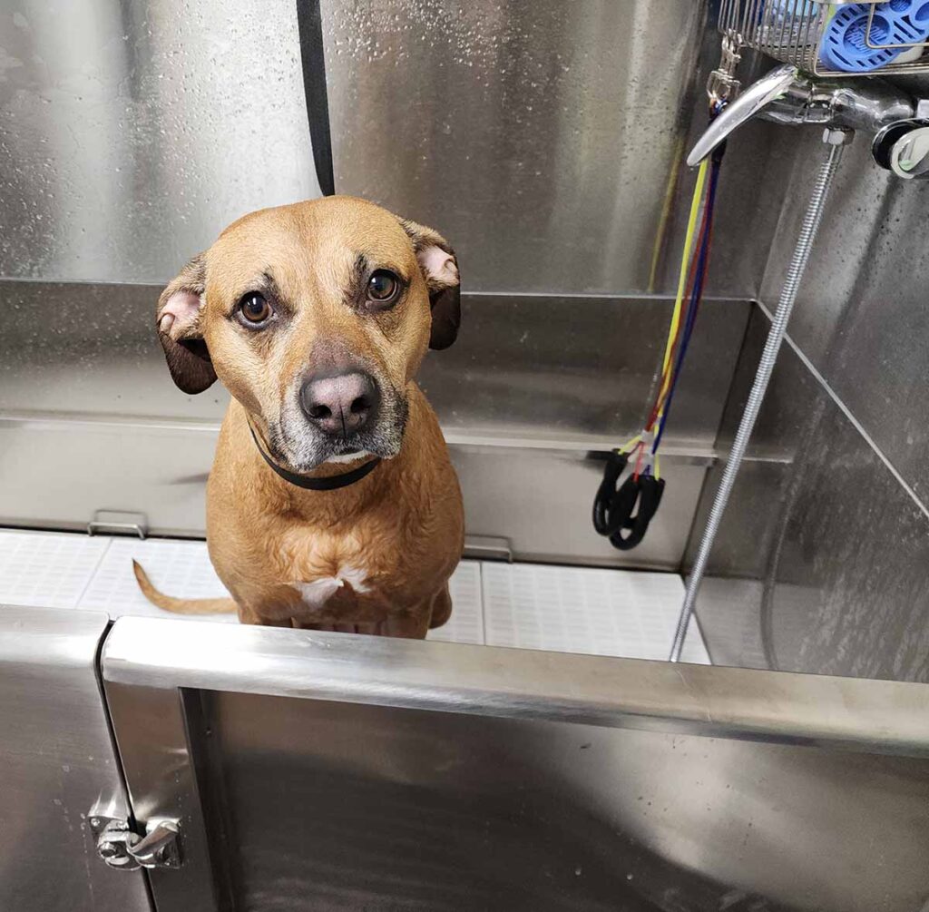 Brown dog in bathing tub