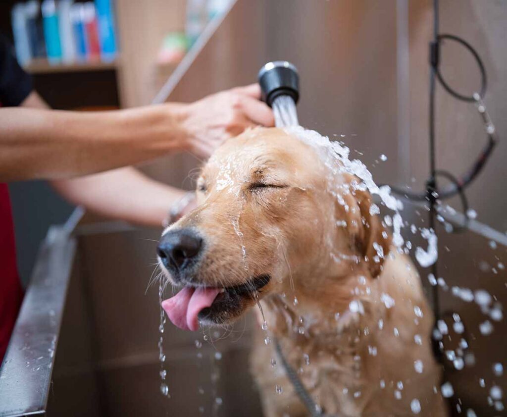 Dog getting bathed
