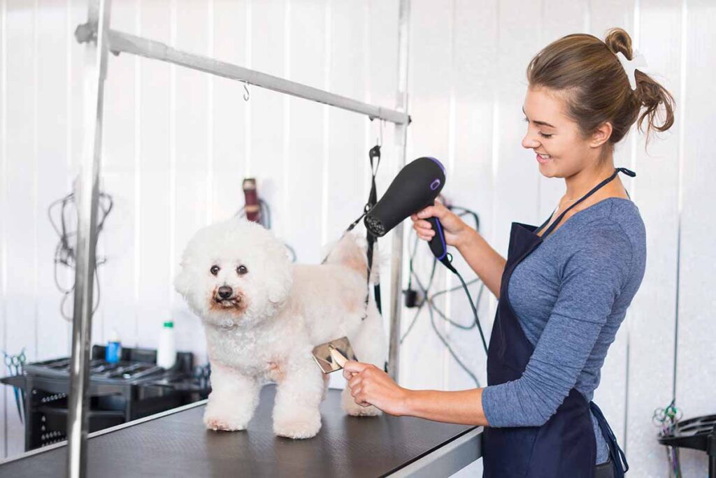 Small white dog getting blow dry by worker