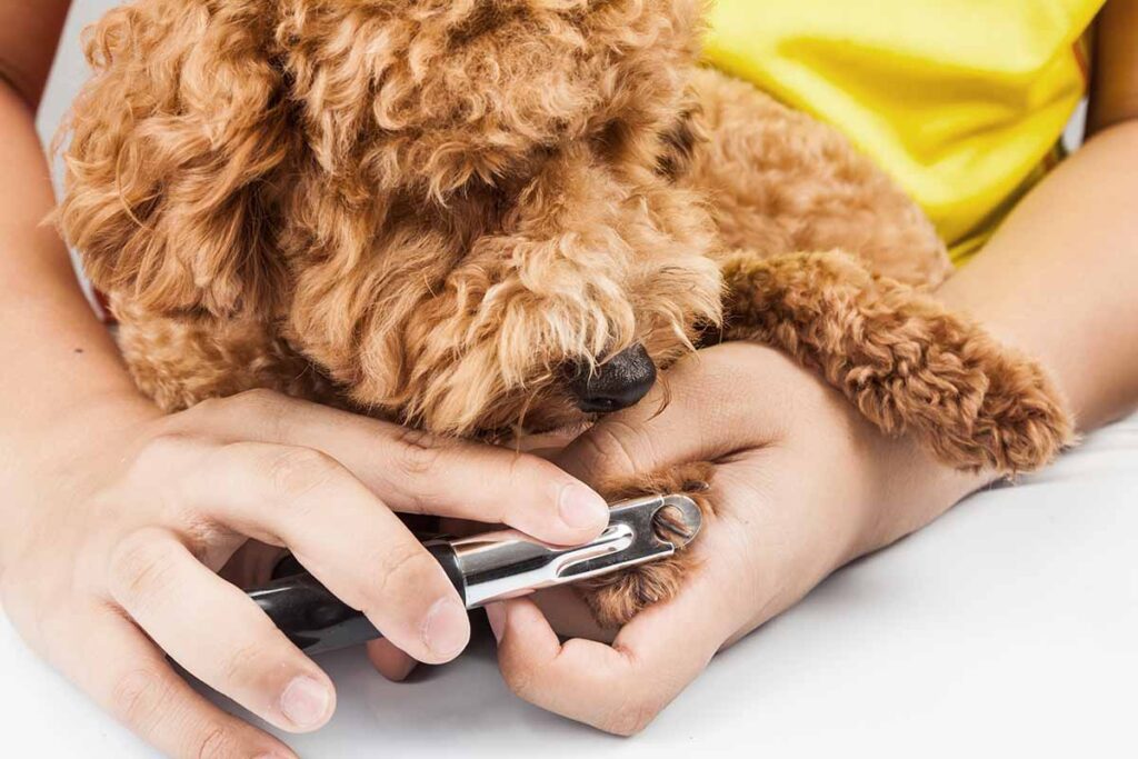 Small dog getting nailed trimmed