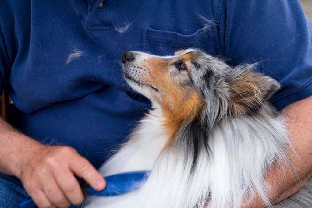 Long haired dog shedding on person's shirt