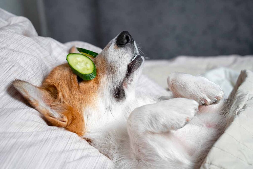 Dog laying down with cucumbers over eyes