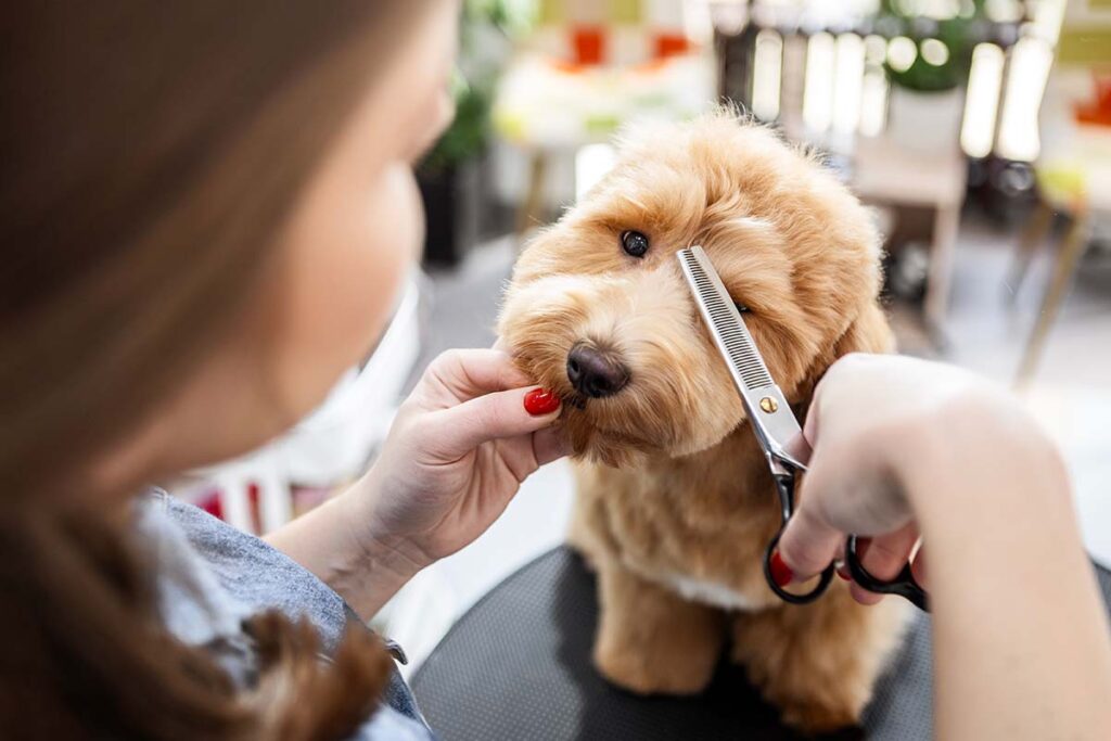 Small dog getting haircut around eyes